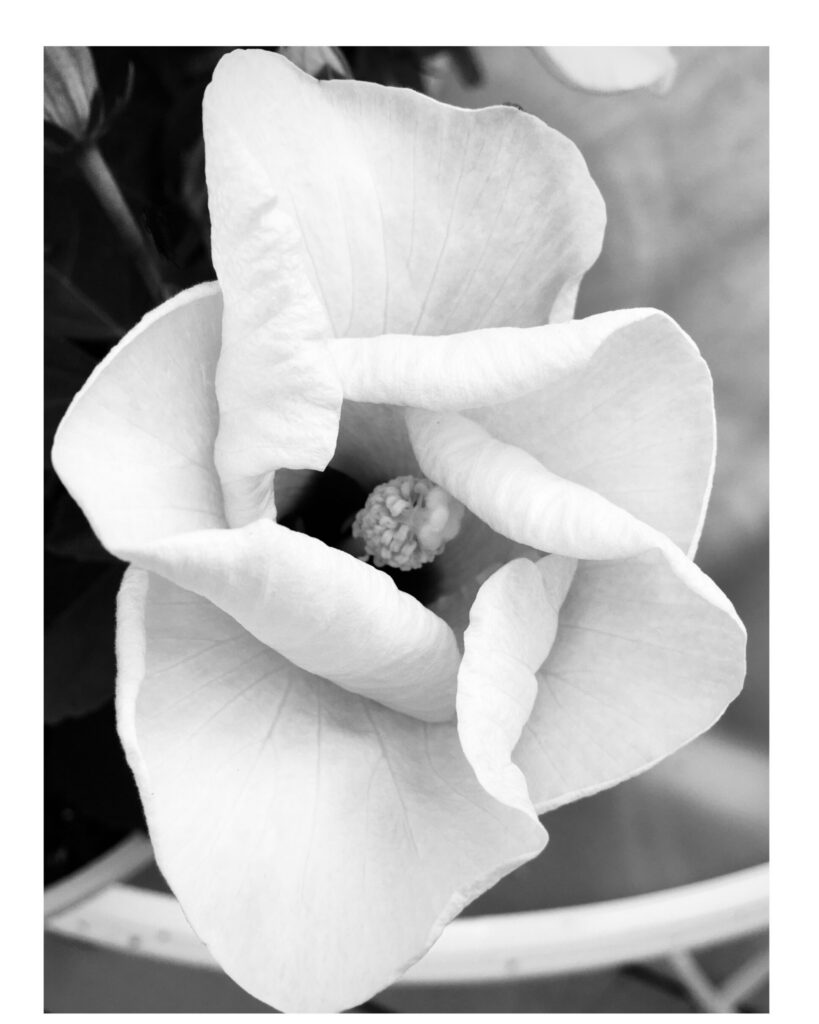 Gemeel, Your Beautiful Mother’s Day Hibiscus!, digital photograph desaturated, by Grenell